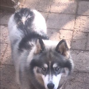 Meet your Posher, Daisy